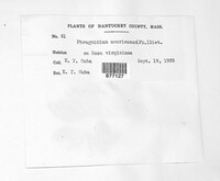 Phragmidium americanum image